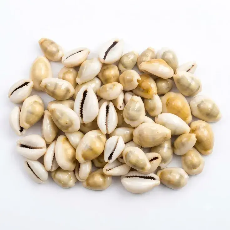 Natural Cowrie Shells (Kaudi) for Astrology, Pooja & Spiritual Practices