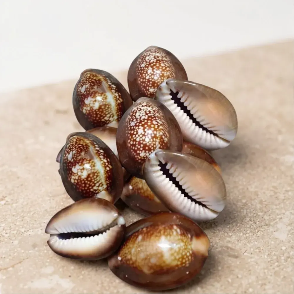 Natural Cowrie Shells (Kaudi) – Traditional Spiritual & Astrological Pooja Item