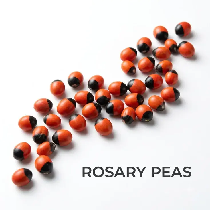 Natural Rosary Peas (Ratti Seeds)